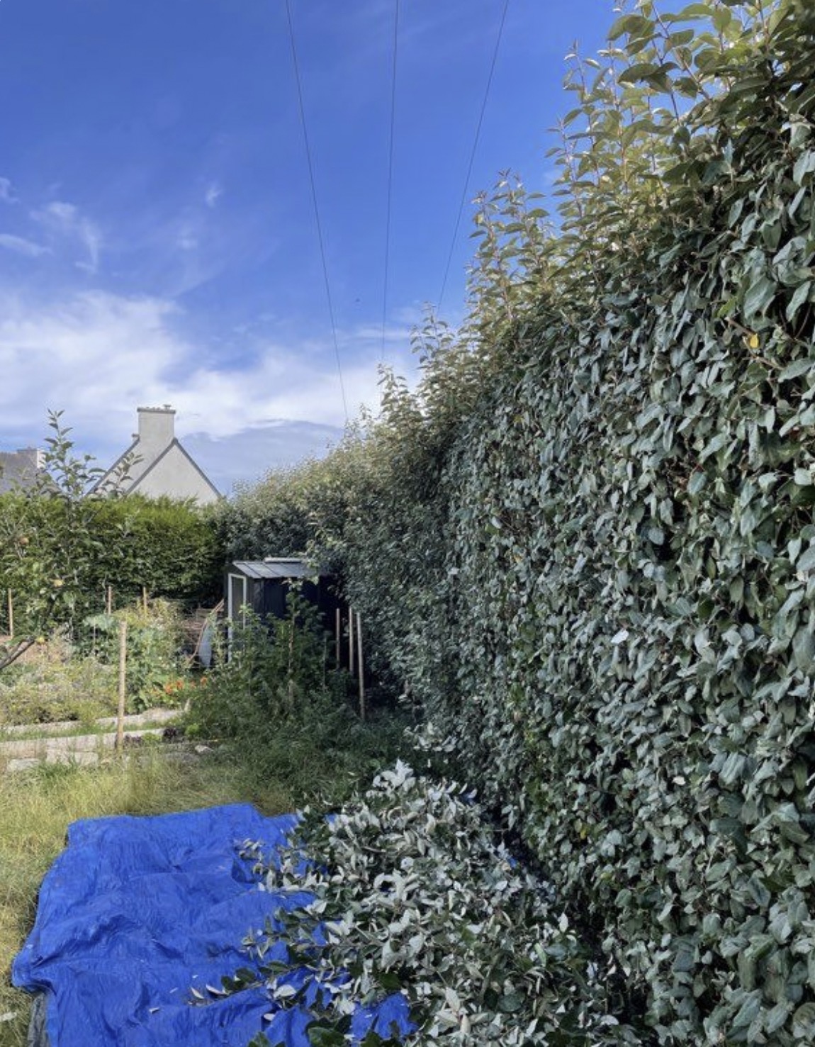 Élagage et taille d’arbre