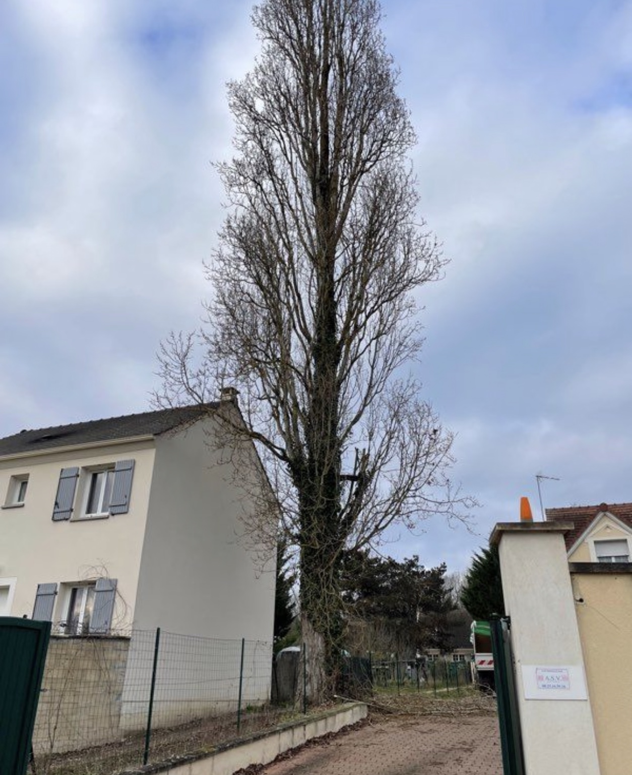 Élagage d’arbre en hauteur