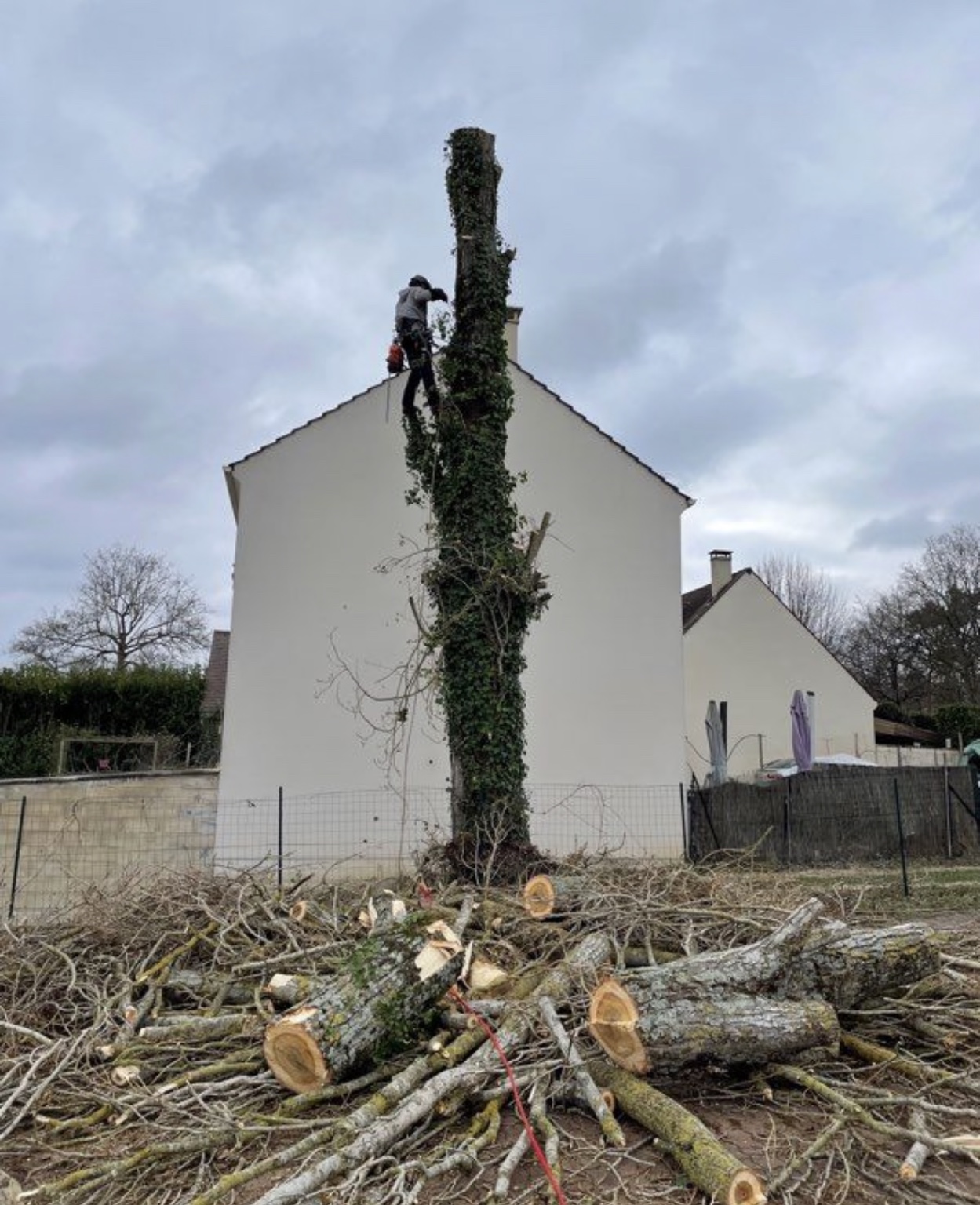 Abattage d’arbre par démontage