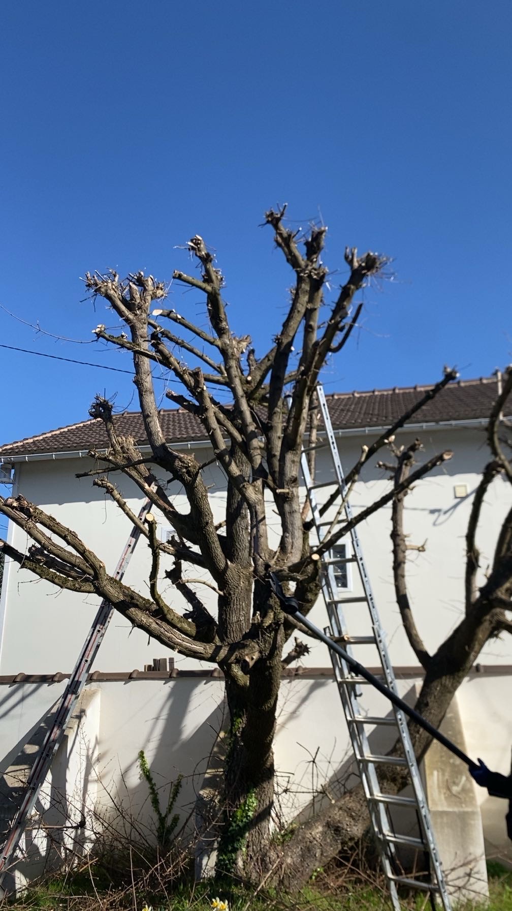 Taille d’arbre