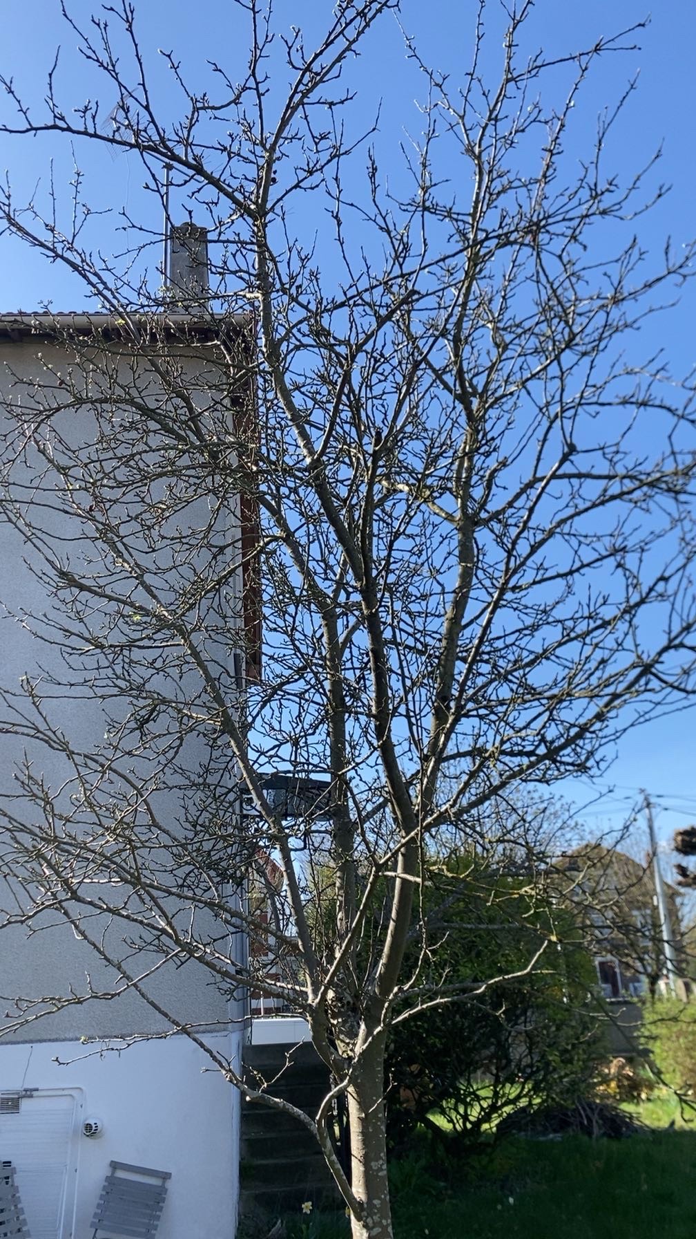 Élagage d’arbre