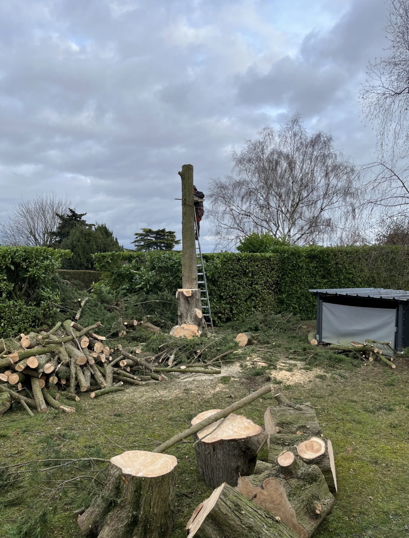 Abattage d’arbre et nettoyage après travaux