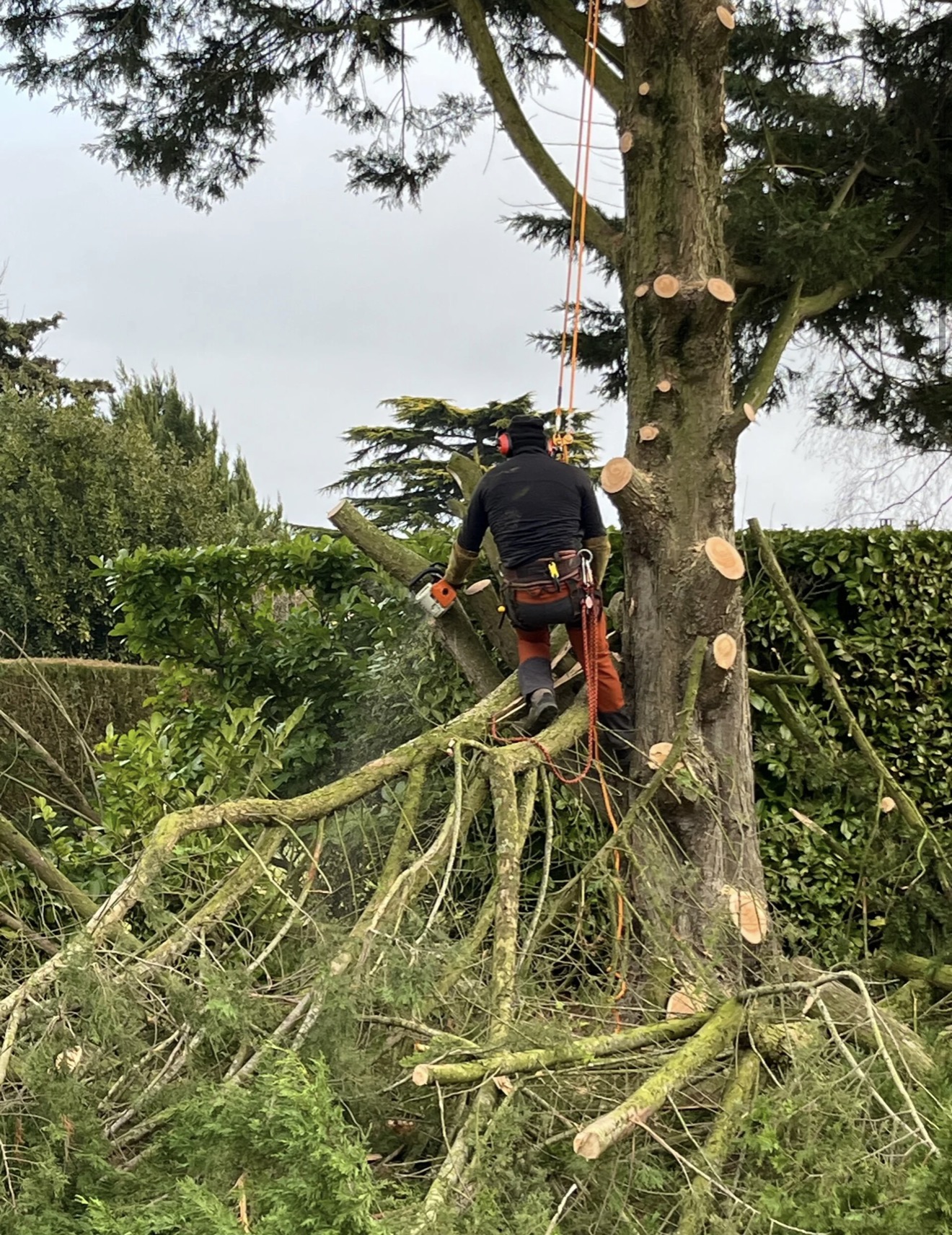 Travaux d’élagage d’arbre