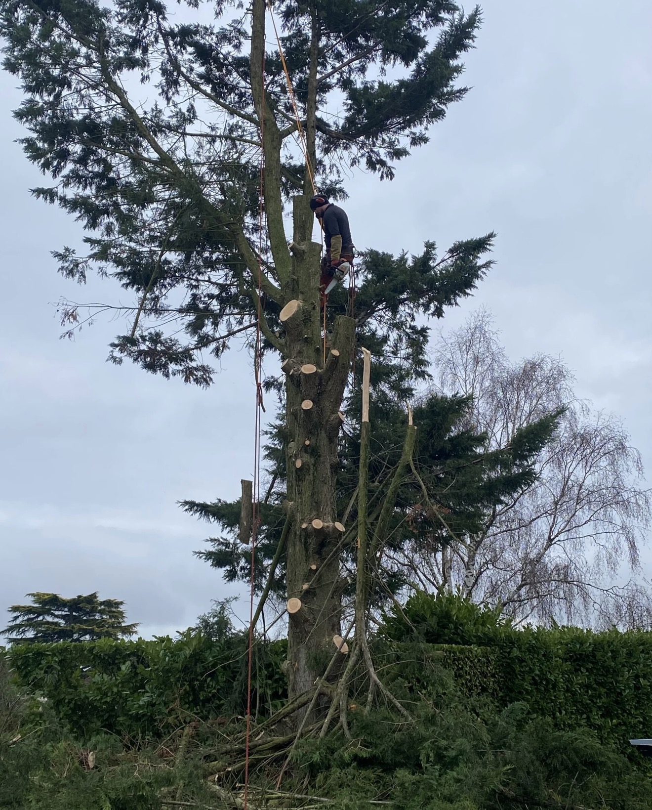 Élagage et coupe d’arbre