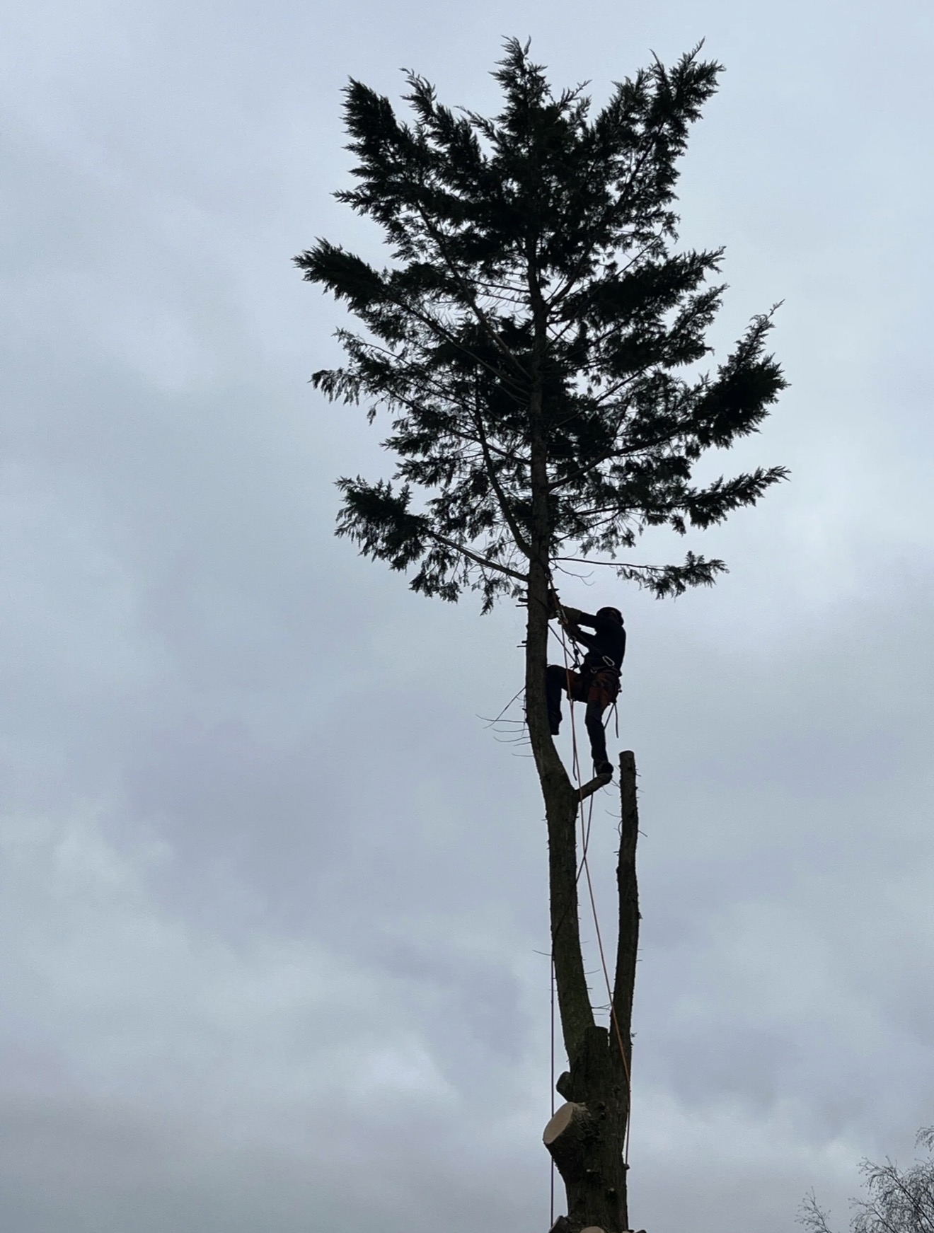 Élagage et taille d’arbre en hauteur