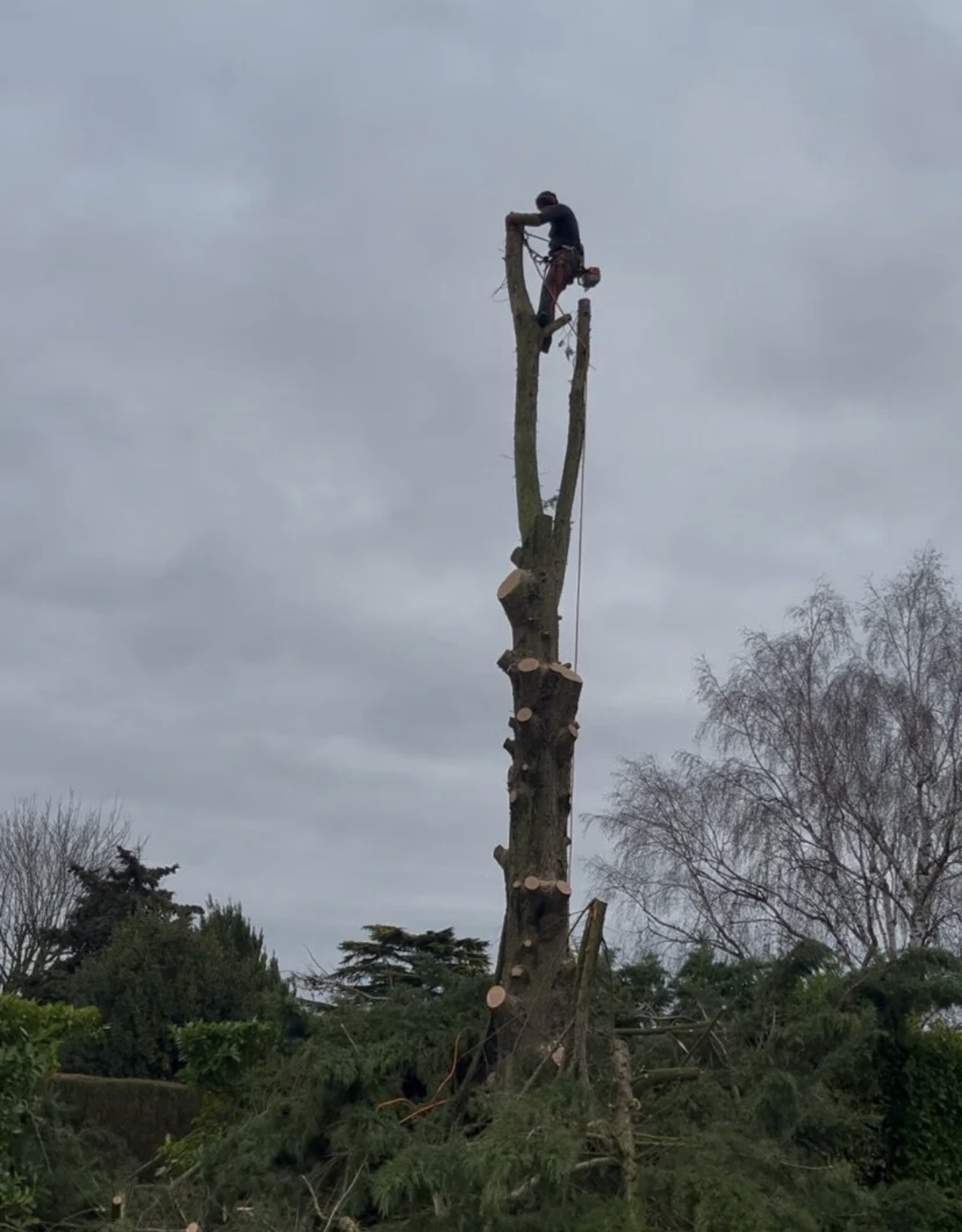 Abattage et démontage d’arbre